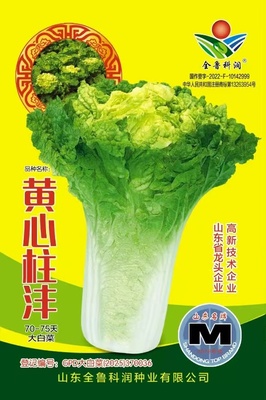 黄心柱沣70-75天大白菜